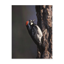 Acorn Woodpecker Post Card