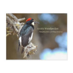 Acorn Woodpecker Post Card