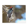 Acorn Woodpecker Post Card