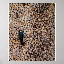 Acorn Woodpecker Posters