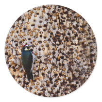 Acorn Woodpecker Stickers