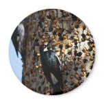 Acorn Woodpeckers Magnets
