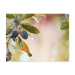 Acorns Post Card
