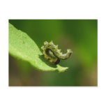 Acrobat - Green caterpillar headstand