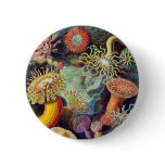 Actiniae illustration painting Germa Ernst Haeckel buttons