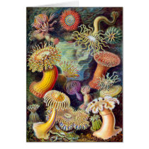 Actiniae illustration painting Germa Ernst Haeckel
