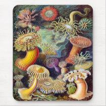 Actiniae illustration painting Germa Ernst Haeckel