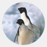 Ad?lie Penguins Sticker