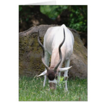 Addax  Greeting Cards