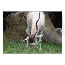 Addax Greeting Cards
