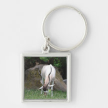 Addax  Keychain