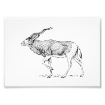 Addax Photo