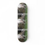 Addax Skateboard