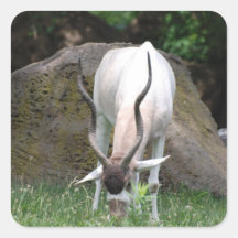 Addax  Stickers