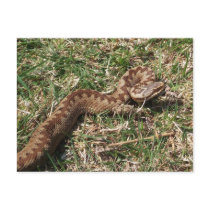 Adder Postcard