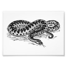Adder Snake Photograph
