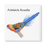 Adelaide Rosella Parrot Magnet