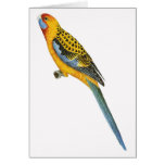 Adelaide Rosella - Platycerus elegans adelaidae Greeting Card