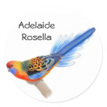Adelaide Rosella Sticker