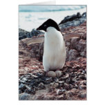 Adelie Penguin Nest Card
