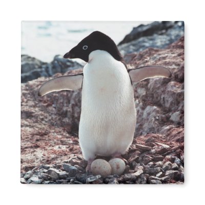 Adelie Penguin Nest Magnet by daphoto