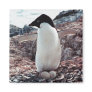 Adelie Penguin Nest Magnet