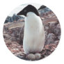 Adelie Penguin Nest Sticker
