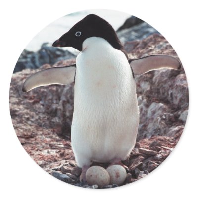 Adelie Penguin Nest Sticker by daphoto