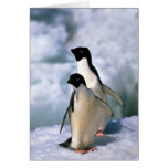 Adelie Penguins Greeting Card