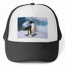 Adelie Penguins Trucker Hats