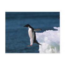 Adelie Penguins Leaping From An Iceberg Post Card