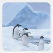 Adelie Penguins (Pygoscelis adeliae) on ice, Square Stickers
