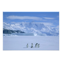 Adelie Penguins, Pygoscelis adeliae), Photo Print