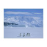 Adelie Penguins, Pygoscelis adeliae),