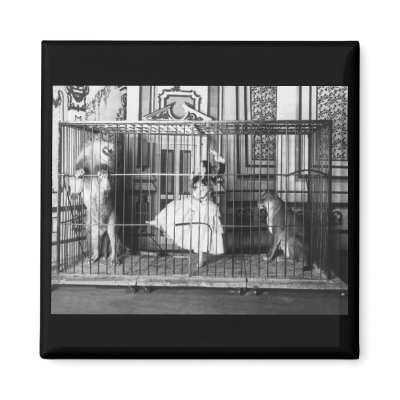 Adgie and Her Trained Lions1897 Magnets by scenesfromthepast