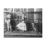 Adgie and Her Trained Lions 1897 Postcard