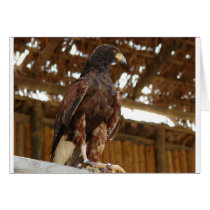 Adler sitzend karte