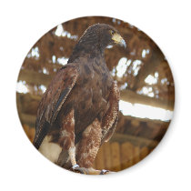 Adler sitzend kühlschrankmagnete