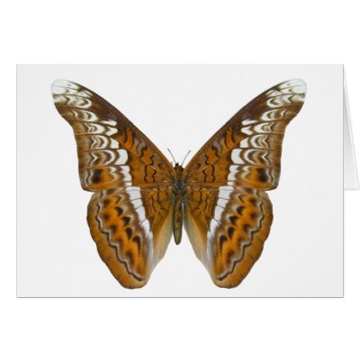 Admiral Butterfly Cards by Bigboy20769