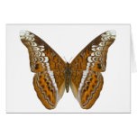 Admiral Butterfly cards