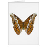 Admiral Butterfly Greeting Cards