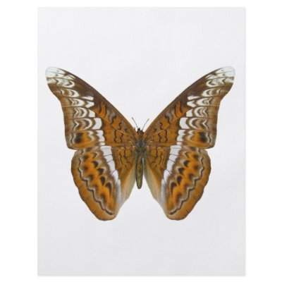 Admiral Butterfly Flyers by Bigboy20769