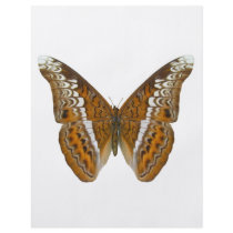 Admiral Butterfly Flyers
