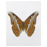 Admiral Butterfly flyers