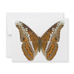 Admiral Butterfly invitations