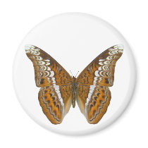 Admiral Butterfly Magnet