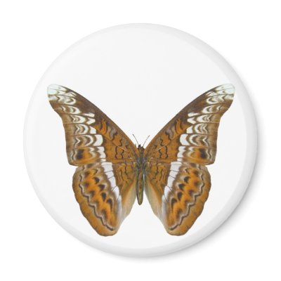 Admiral Butterfly Magnet by Bigboy20769