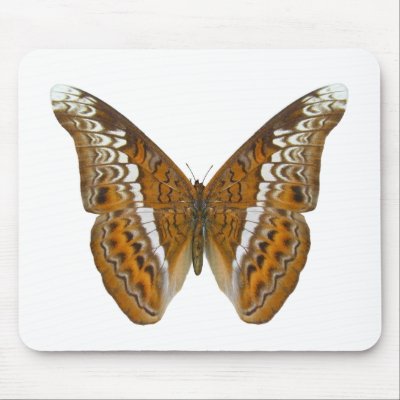 Admiral Butterfly Mouse Pads by Bigboy20769