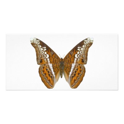 Admiral Butterfly Photo Cards by Bigboy20769