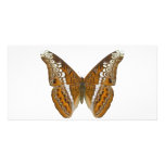 Admiral Butterfly photo cards